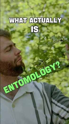 Ento 101: What Actually Is Entomology? 🪲🐝🐛 #insectweek #entomology #macrophotography