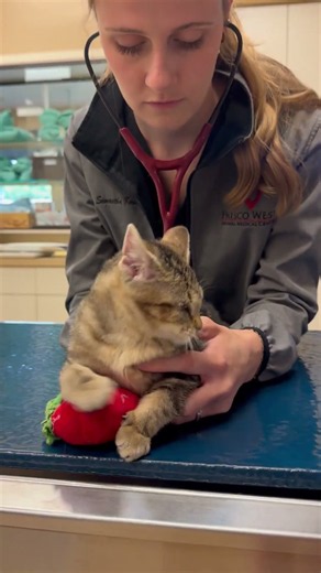Sickly Kitten’s Humane Euthanasia Scheduled When She Started Suddenly Improving... [STORY BELOW]