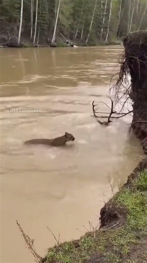 Elk Narrowly Escapes Mountain Lion Ambush!