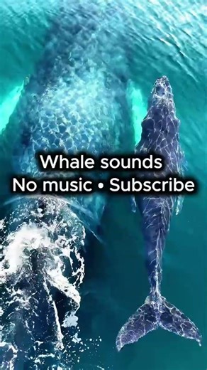Whale Sounds 🐋 No Music | Subscribe