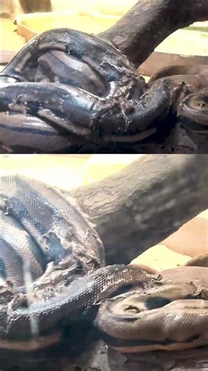 "You Won’t Believe This Giant Snake Sleeping on a Tree! 😱