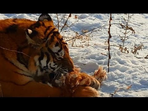 Tiger eating chicken