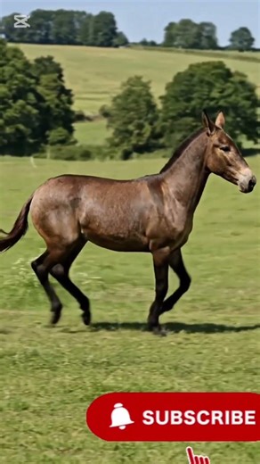 👀 “The Hybrid That Broke Biology” #wildlife #animalfacts #animals #viralvideo #rareanimals