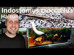 CROCODILES IN THE AQUARIUM!? Indostomus crocodilus - Malayan sticklebacks in a "light" desktop bi...