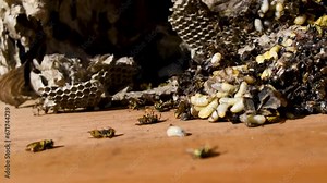 Destroyed wasps nest and dying wasps close up, dangerous insects