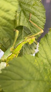 15K views · 130 reactions | This is a female jungle nymph stick insect. Fully grown she will reach 20cm and are the heaviest of all stick insects in the world. Licensed By Ashfield District Council - Licence number 6 | Urban exotics | Facebook