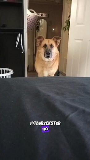 Wow! Pets Are Really Talking Back! - RxCKSTxR Comedy Voiceover