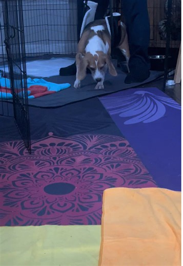 Cervical Disc Surgery Recovery Journey for Kolby the Beagle