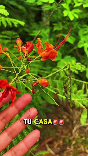Mucho cuidado si tienes esta planta en casa... 😱⚠️ ¡Porque te vas a enamorar por completo de ella! ¿La has visto en las banquetas o en el jardín de tu vecina? 🌿 Esta hermosa flor es una de las joyas más coloridas de nuestro México, pero lo más curioso es que cambia de identidad según el estado donde vivas. 🇲🇽✨ Mientras que en algunos lugares la conocen como Tabachín Enano o Falso Flamboyán, en otras regiones le dicen cariñosamente Bigotito por esos hilitos largos tan peculiares que tiene, o