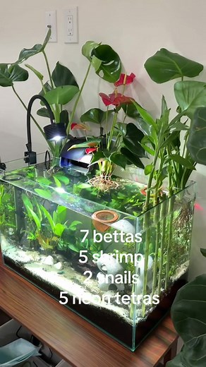 Creating a Betta Sorority Aquarium Setup Guide
