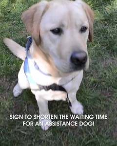 11K views · 906 reactions | Waiting time for an Assistance Dog is a growing problem in Australia. Currently, over 140 people are on the waiting list for an Assistance Dog in Australia. Sadly, the waiting time is up to two years. This is way too long! Do you agree that Australians living with disabilities shouldn’t have to wait to receive crucial help? Sign NOW to reduce the waiting time for an Assistance Dog! Click here >> https://bit.ly/2IpGpF6 | Assistance Dogs Australia | Facebook