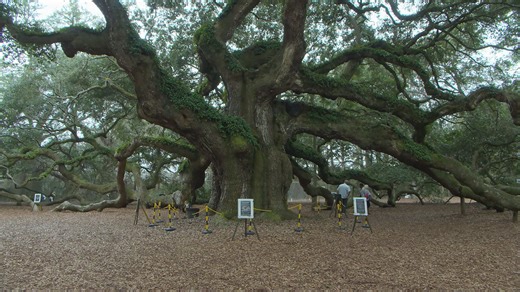 Lowcountry landmark Angel Oak one step closer to long-term protection