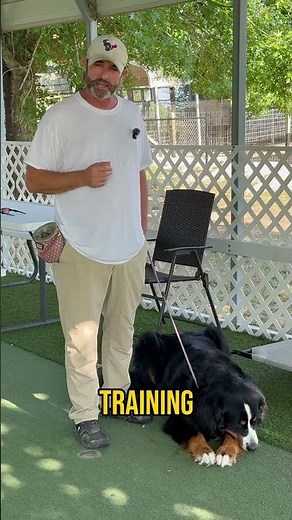 Stop Dog Reactivity: Teach Calm Impulse Control That Works