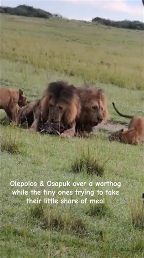 Olepolos is absolutely not in mood to share his meal with brother Osapuk while tiny cubs are around