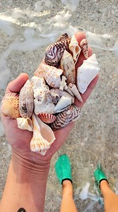 Did you know this? Save & Read below! ⬇️ . Florida has so many seashells because the waters here really are perfect for growing mollusks. . Warmer water has a higher concentration of calcium carbonate which are the minerals needed for mollusks to create their shells. . With a higher abundance of these minerals, mollusks can make their shells larger and stronger. . Did you know this? Save & Comment your thoughts below! . . Want to know my BEST shelling tips? Click the "Subscription" tab in my bio