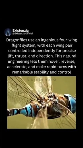 Nature’s Engineering Behind Dragonfly Flight