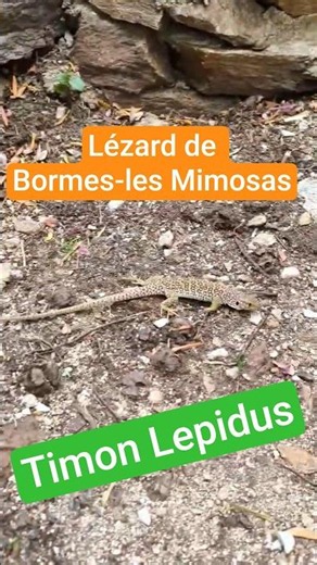 Lizard from Bormes-les-Mimosas ; Timon lepidus ; Var ; France