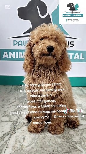 Paws & Claws Animal Hospital on TikTok