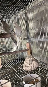 Blue ino emerald Cockatiel | Myko's Aviary