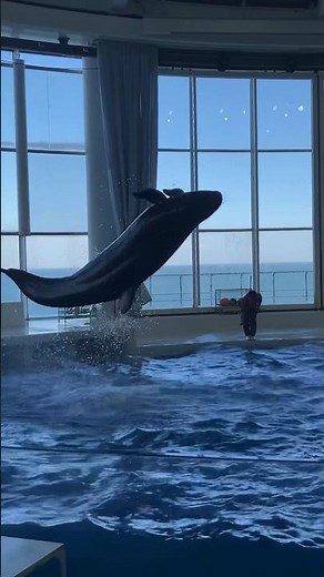 水しぶきがハンパないイルカショー 大洗水族館 The water splashes are amazing
