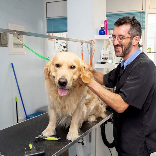 Waterproof Grooming Loops for Dogs | Quick-Dry  — Jelly Pet