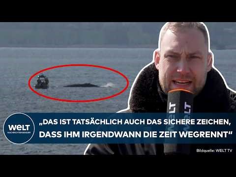 DRAMA OFF POEL: Timmy's time is running out! Falling water levels pose a deadly threat to the whale.