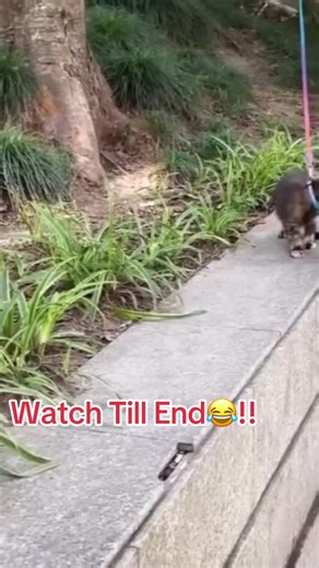 Cats being dramatic? We love to see it 😹 #CatDrama #ForYou #cattok