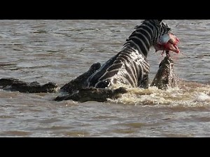 Crocodiles face off with baby zebra