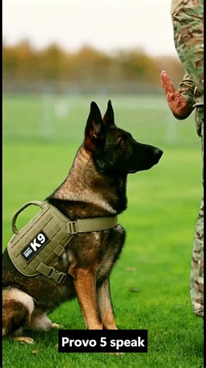 The Ultimate K9 Squad: Perfection in Every Command! 🎖️🐾