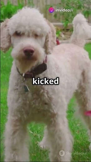 The First Designer Dog: A Pawsome Tale!