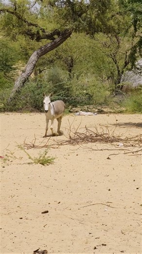 Serio Donkey coming|#virals #shoetsvideo