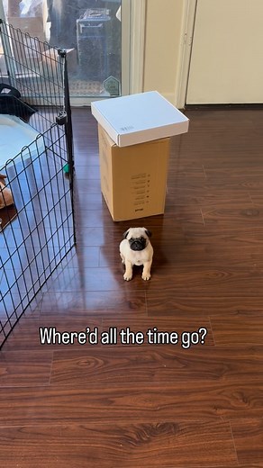 33K views · 246 reactions | Happy 1st Birthday Bug!! ❤️ To many more happy healthy years of fun  | Bugtheluvpug | Facebook