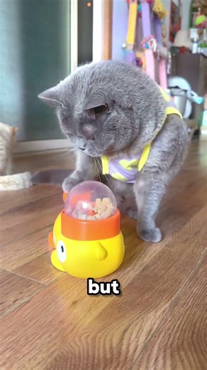 ​My cat’s first day at her new "Job" 💼🐱 #funnypets #cats #catstories #shorts