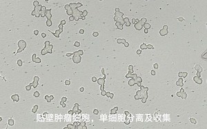 MMI CellCut-贴壁活细胞-组织切片-荧光标记脑片-超视野切割