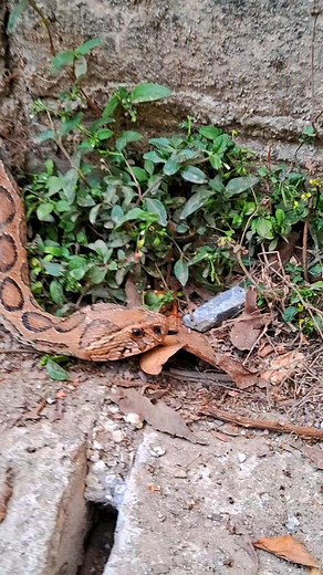 144K views · 1.5K reactions | Russell's Viper #rescue #vairal #venomous #release #short #wildlife #Duttapukur #big size # | Sandip Mallick | Facebook