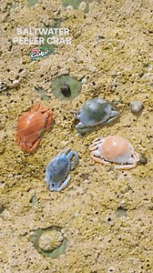 Saltwater predators love to feed on small Crab's 🦀 No matter if you are casting from the shore or boat, float drifting or straight on a jig head, grab a bag of #GulpPeelerCrab With over 20 years of continuous research and development into fish feeding stimulants, when a Berkley Gulp! bait hits the water, you know it’s creating a field of scent that fish just can’t resist. #BerkleyEurope #BerkleyGulp #Gulp | Berkley Fishing