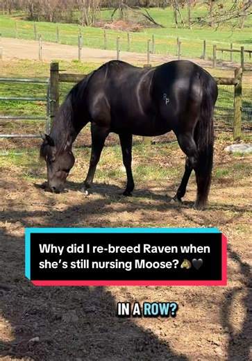 Rebreeding Raven While Nursing Moose: A Unique Decision