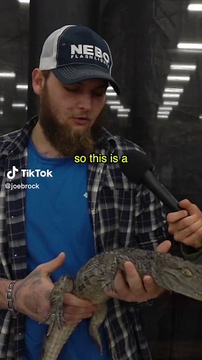 Meet the Spectacled Caiman: A Fascinating Reptile from South America