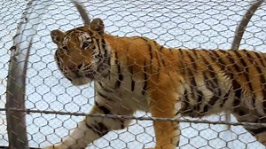 30K views · 43 reactions | DEADLINE EXTENDED! Attn: Save 15% on your Philly Zoo membership AND get 2 free One-Day Attractions Passes, each giving one person a day of unlimited Carousel, Train and Swan Boat rides! Type in: FUNFUNFUN. Online only. Offer ends today! See page for details. | Philadelphia Zoo | Facebook