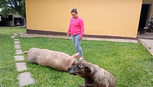 8K views · 172 reactions | Olha o feedback do amigo e cliente será que é mansa abraço.... | Família Sítio Dos Sonhos | Facebook