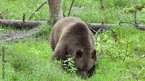 Brown bear, Ursus arctos, in a green forest eating green plants and looking around. European nature in summer.