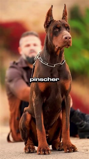 These Dogs Were BUILT for War #dogbreeds #survival