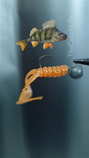 Rigging the Ultimate Double Tail Grub for Perch! 🔥