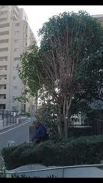 キンモクセイの強剪定の様子です #庭作業 #剪定作業 ＃強剪定