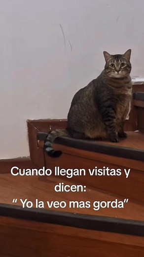 #fat #cat #funnyreels | Meme Cat