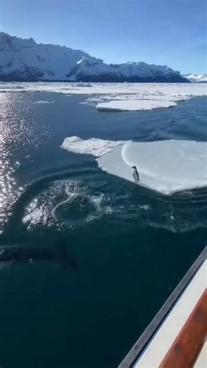 Penguin vs Orca: a real-life survival moment on icy Alaskan seas. You won’t believe your eyes! 🐧🌊 #fblifestyle #coldsnap #disneyworld #nature #innerpeace #relationshipstory | Zack Orca Films