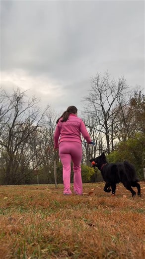 She's getting out of hand! . . . #dogloversfeed #dogmom #gsd #dogsocial #blackgsd #doglovers #dogtricks | Magic The GSD