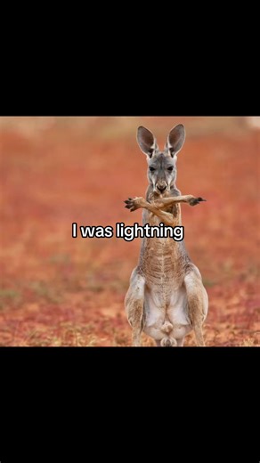 #kangaroo #fight #funny #fyp #viral | kangaroo