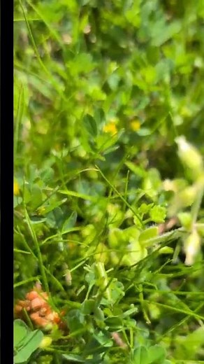 🌏【昆虫観察】わかるかな？「赤ちゃんバッタ」みーつけた #昆虫観察 #昆虫 #バッタ