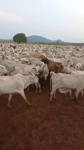 Exploring a Large Herd of Zebu Cattle in Savanna